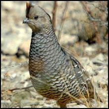 Texas Quail Hunts and Leases, texashuntingnews.com
