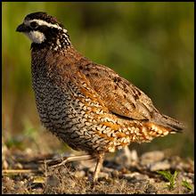 Texas Quail Hunts and Leases, texashuntingnews.com