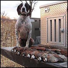 Texas Quail Hunts and Leases, texashuntingnews.com