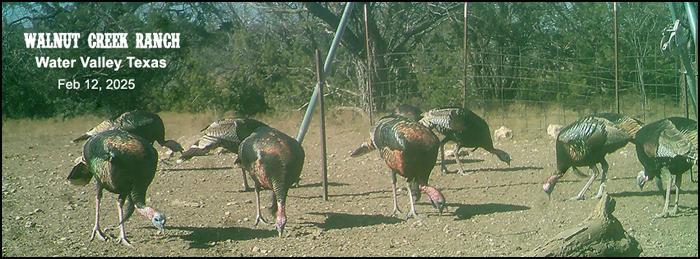 Spring Turkey Hunting in West Texas, texashuntingnews.com